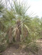 Trithrinax schizophylla