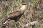 Caracara plancus