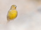 Sicalis auriventris