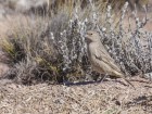 Sicalis olivascens