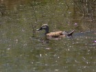 Spatula platalea