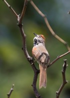 Synallaxis albescens
