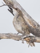 Tarphonomus certhioides