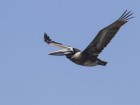 Pelecanus thagus