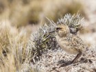 Oreopholus ruficollis