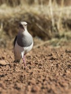 Vanellus resplendens