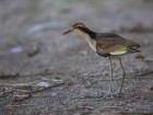 Jacana jacana