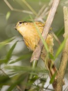 Anabacerthia lichtensteini
