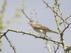 Vireo chivi