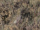 Anthus correndera