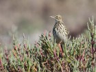 Anthus correndera