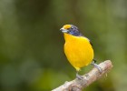 Euphonia violacea