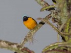 Euphonia cyanocephala