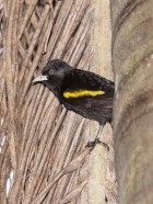 Cacicus chrysopterus