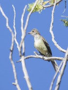 Elaenia spectabilis