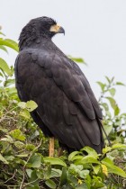 Buteogallus urubitinga