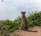 Leopardus geoffroyi