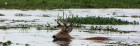 Blastocerus dichotomus
