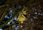 Epidendrum samaipatense