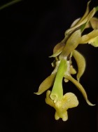 Epidendrum samaipatense