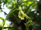 Epidendrum samaipatense