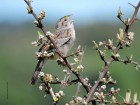 Ammodramus humeralis