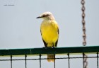 Machetornis rixosa