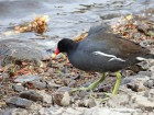 Gallinula galeata