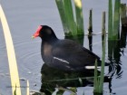 Gallinula galeata