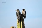 Melanerpes cactorum