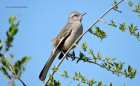 Mimus triurus