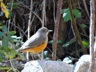 Turdus rufiventris