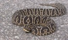Bothrops alternatus
