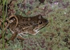 Leptodactylus bufonius