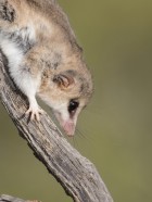 Thylamys pallidior