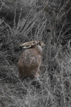 Lepus europaeus