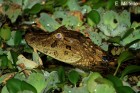 Caiman latirostris