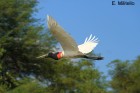 Jabiru mycteria