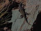 Liolaemus puna