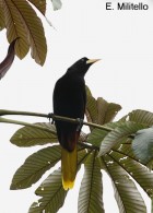 Psarocolius decumanus