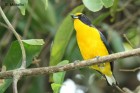 Euphonia violacea