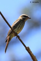 Empidonomus varius