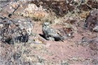 Bubo magellanicus