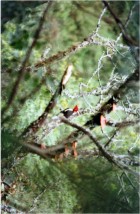 Campephilus leucopogon