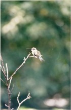 Chlorostilbon lucidus