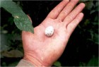 Catharus maculatus