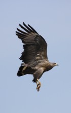 Buteogallus coronatus