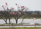Platalea ajaja