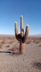 Trichocereus atacamensis