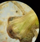 Limnetron antarcticum